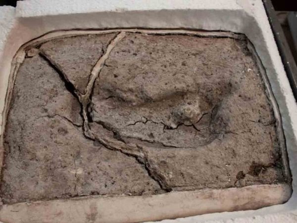 Pillaron huella humana de unos 15 mil años voi