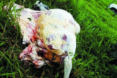 Abigeo muere en balacera con guardia en San Joaquín - Edicion Impresa - ABC Color
