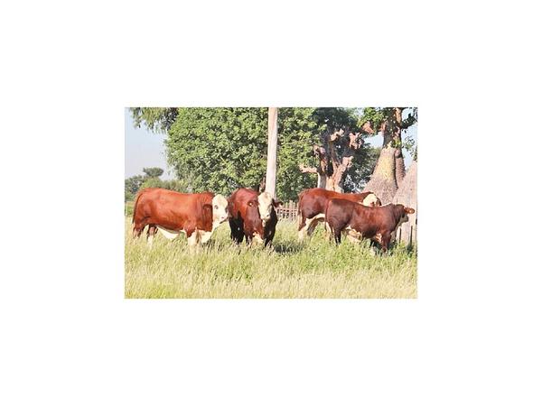 Proyectan norma que certifique genética para producir carne