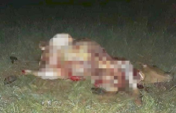 ABIGEO ES ASESINADO JUNTO AL ANIMAL QUE ESTABA CARNEANDO