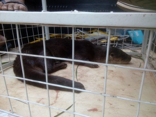 Rescatan a nutria en Fernando de la Mora - Nacionales - ABC Color