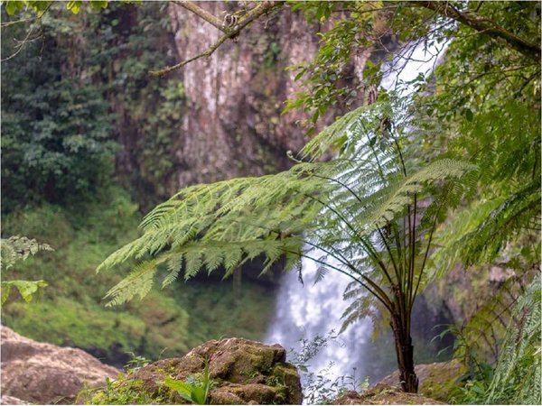 Cientos de expertos evaluarán el declive que sufre la biodiversidad