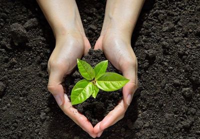Científicos piden revisar los proyectos de restauración de los ecosistemas - Ciencia - ABC Color