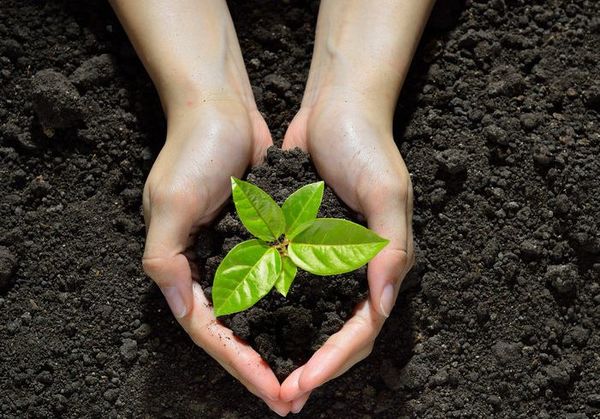 Científicos piden revisar los proyectos de restauración de los ecosistemas - Ciencia - ABC Color