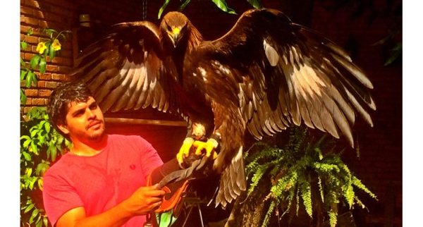 Denuncian que Dinac no realizó llamado para contratar servicio de cetrería » Ñanduti