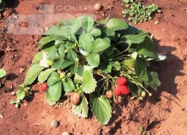 Incentivan cultivo de frutilla en Hohenau - Edicion Impresa - ABC Color