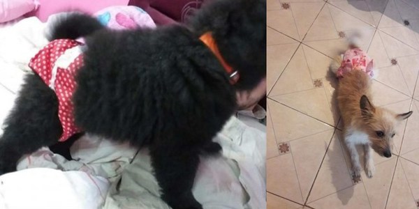 BOMBACHAS ANTICELO SON EL BOOM ENTRE LAS MASCOTAS