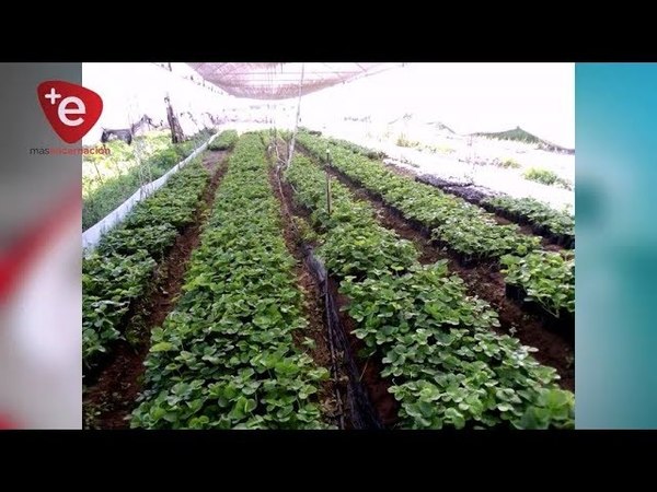 INICIAN NUEVO PROGRAMA DE CULTIVO DE FRUTILLA EN ITAPÚA