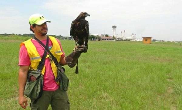 HOY / Aguila vuelve a controlar el aeropuerto, tras susto creado por choque de aves a aviones