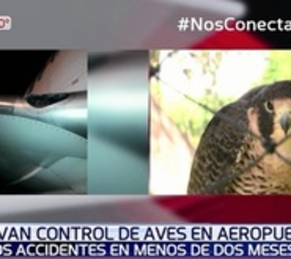 Reactivan servicio de cetrería en aeropuerto - Paraguay.com