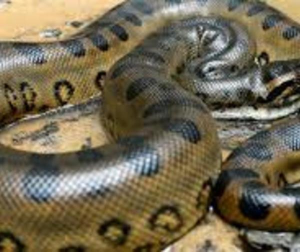 Anaconda detiene tránsito en Brasil
