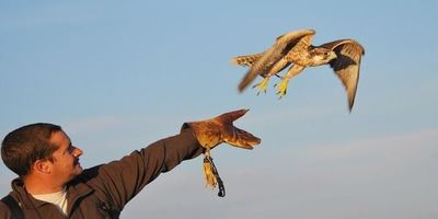 Aún no se llamó a licitación para control de aves - Nacionales - ABC Color