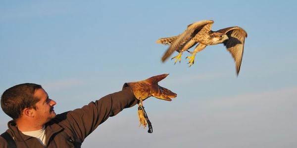 Aún no se llamó a licitación para control de aves - Nacionales - ABC Color