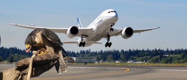 HOY / Pelea por águila para control de aves en aeropuerto desata sospechas: ¿Sin licitación?
