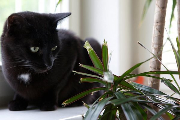 Plantas en casa: El peligro verde para las mascotas - Mascotas - ABC Color