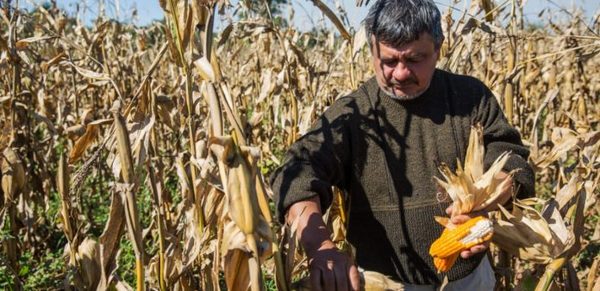 USD 5, 3 millones generados por modernización de agricultura familiar » Ñanduti