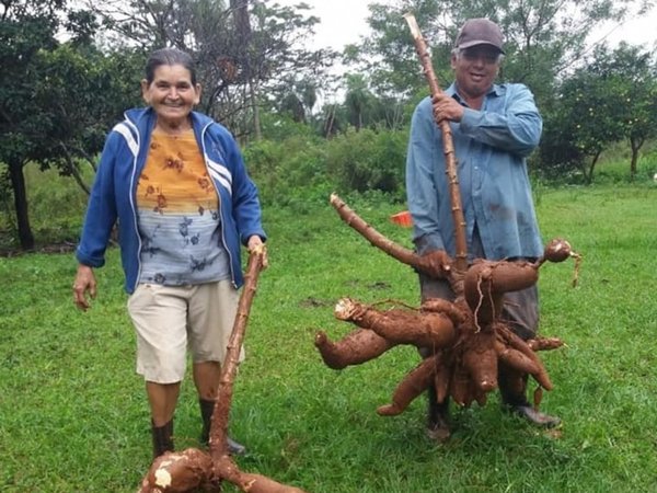 Agricultor se llevó enorme regalo en su cumple: una mandioca de 29 kilos
