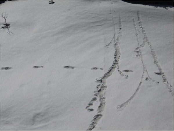 Ejército indio encontró las misteriosas huellas del Yeti