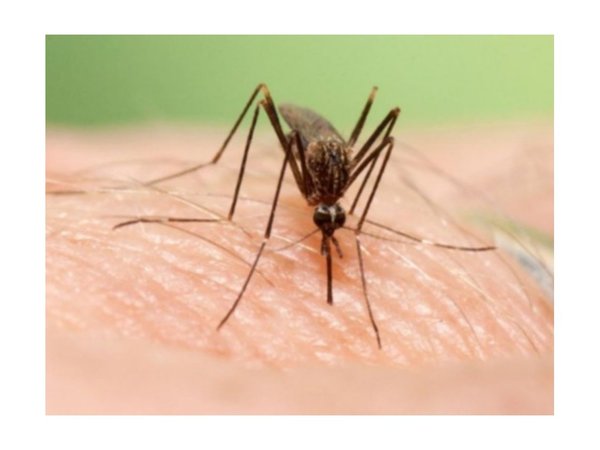 Confirman más muertes por dengue