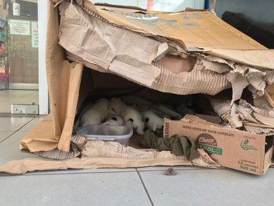 Harán colecta para refugio de animales rescatados de la crecida