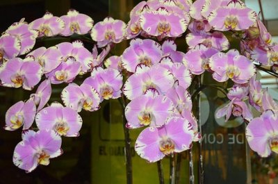 Exposición y seminario de orquídeas | Paraguay en Noticias 