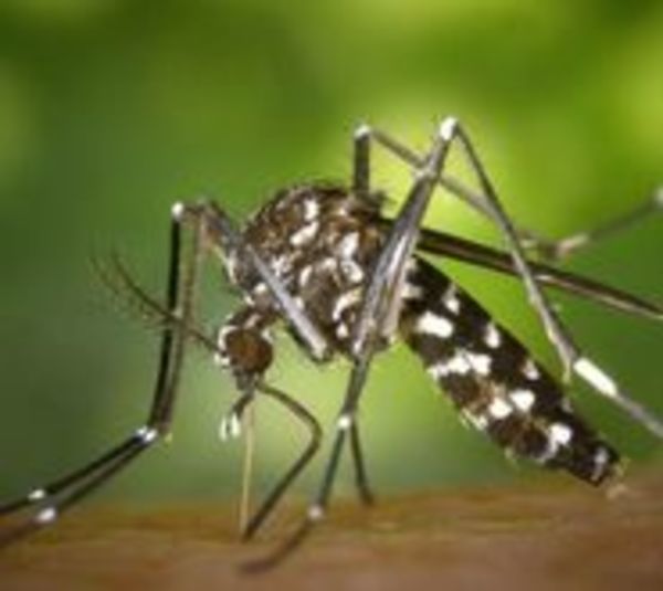 Tres personas ya murieron por dengue en el 2019 - Paraguay.com