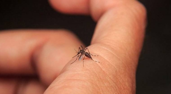 HOY / Dengue sigue matando y la clave para evitar que avance no es aplicada por muchos