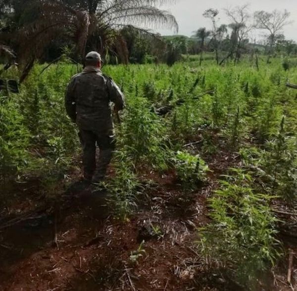Destruyen plantaciones de marihuana en Pedro Juan - Nacionales - ABC Color
