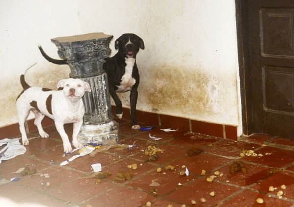 Perros fueron abandonados en una casa, denuncian vecinos - Edicion Impresa - ABC Color
