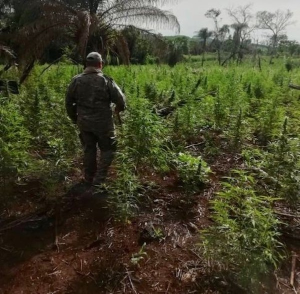 Destruyen plantación de marihuana - Radio 1000 AM