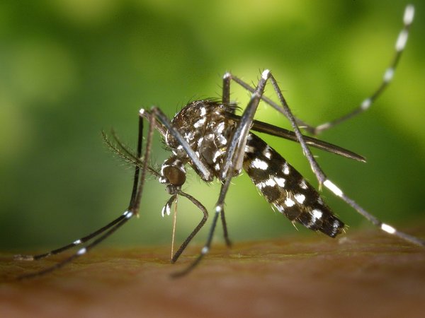 Confirman dos muertes y 2.989 casos de dengue en cuatro meses