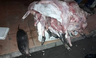 HOY / Caza furtiva de especies silvestres sigue: faenas van en conservadoras y son puestas a la venta