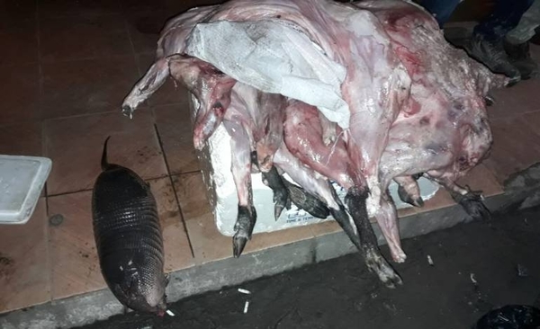 HOY / Caza furtiva de especies silvestres sigue: faenas van en conservadoras y son puestas a la venta