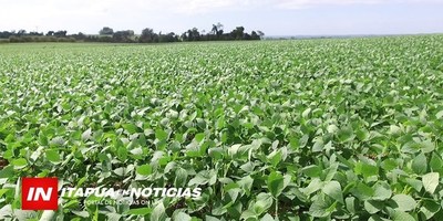 LA AGRICULTURA ES CLAVE PARA SOSTENER LA ECONOMÍA ITAPUENSE.