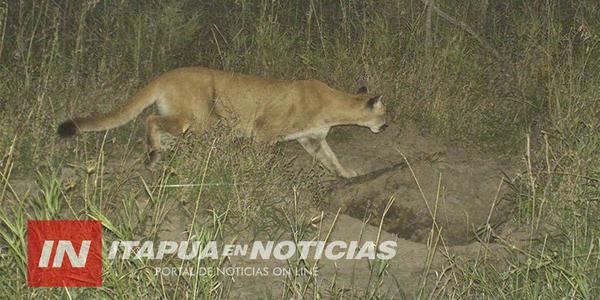 San Cosme: El tipo de caza y huellas corresponden a pumas | Paraguay en Noticias