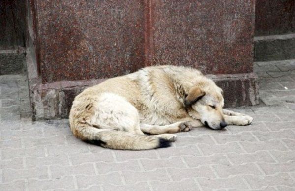 Maltrato animal: peludos sin defensa ni voz y personas carentes de corazón - Periodismo Joven - ABC Color