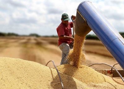 Hay rindes dispares de la soja zafriña
