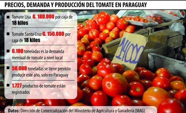 Precio del tomate en las nubes: experto explica por qué en el país es un drama recurrente | Paraguay en Noticias