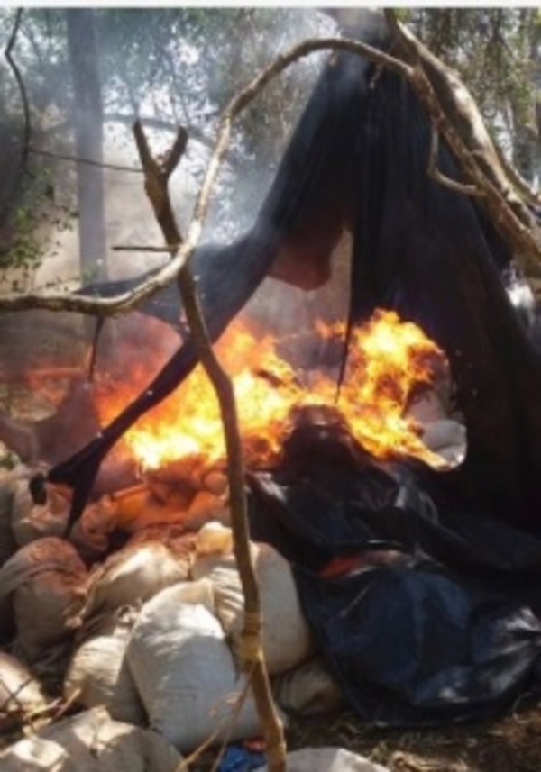 Destruyen cultivos de marihuana - ADN Paraguayo