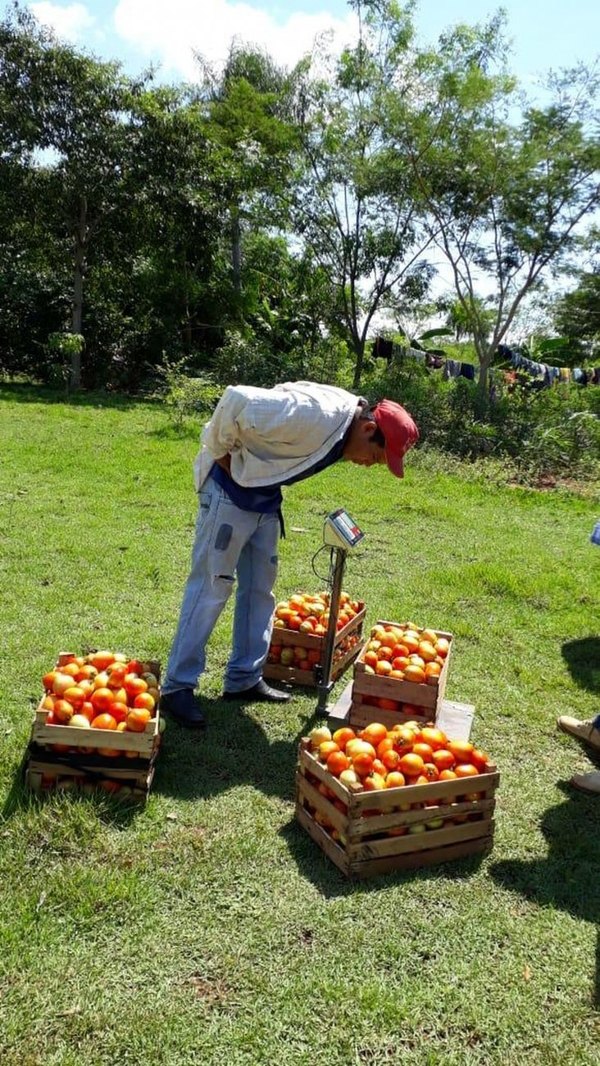 El tomate no baja luego de precio y ya preocupa