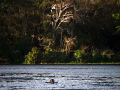 Santuarios de biodiversidad mundial bajo amenaza en Brasil