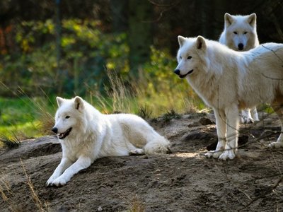 Los lobos son más prosociales que los perros de jauría