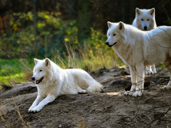 Los lobos son más prosociales que los perros de jauría