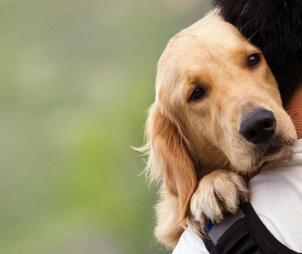 ¿Por qué adoptar mascotas?