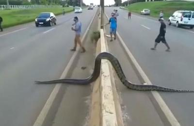 Enorme anaconda obliga a detener el tráfico luego de cruzar en medio de una carretera - C9N
