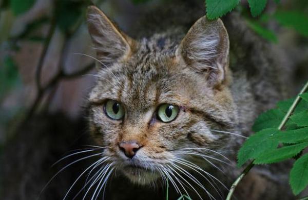 ¿Por qué Australia quiere eliminar a dos millones de gatos? - C9N