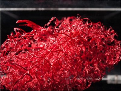 Bioimpresión de órganos consigue transmitir flujos corporales