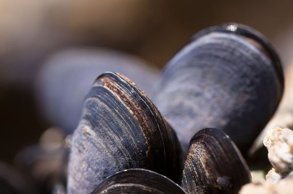 Polución y basura plástica del mar amenazan los mejillones de Río de Janeiro