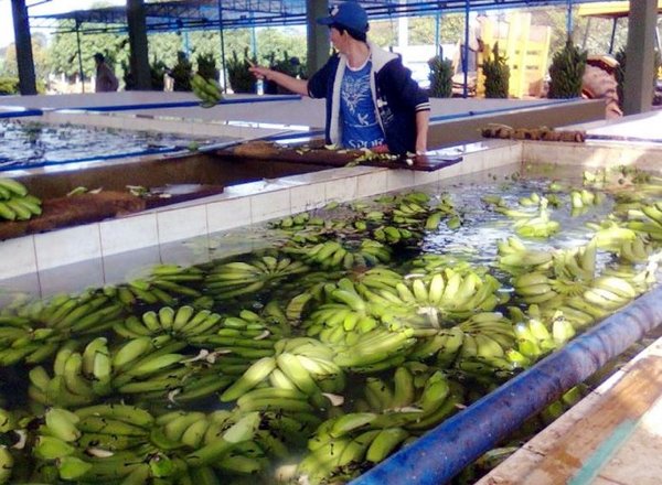 Complicada maraña para la banana en la merienda escolar | Paraguay en Noticias