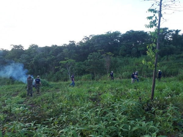 Destruyen 6 hectáreas de marihuana en predio de alemán desaparecido - Nacionales - ABC Color